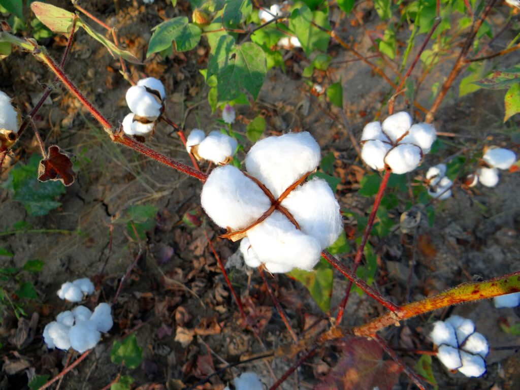 cotton, cultivation, karnataka-223736.jpg